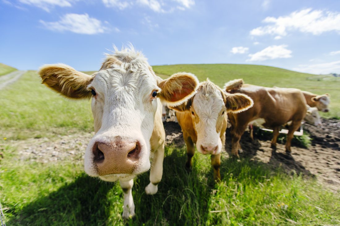 Pasture & Livestock Farming